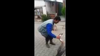 ( AĞAKÖY TV ) www.agakoy.com

  Dünyamızın merkezinde Ağaköy var!